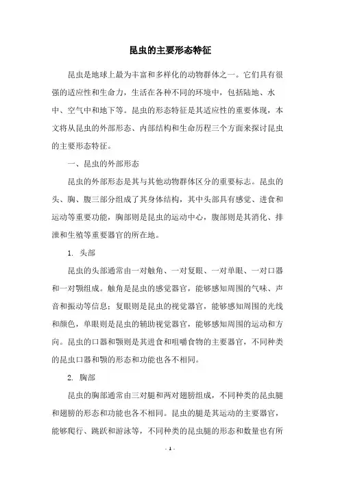 昆虫的主要形态特征