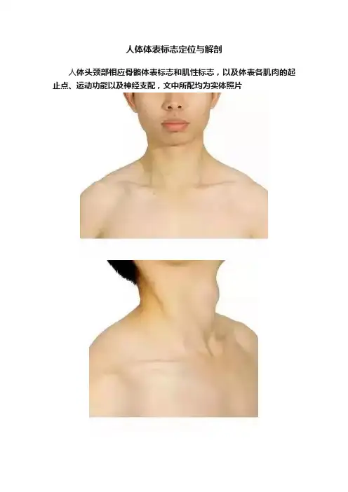 人体体表标志定位与解剖