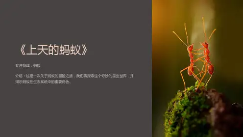 《上天的蚂蚁》课件