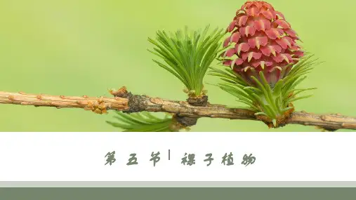 裸子植物 精美课件