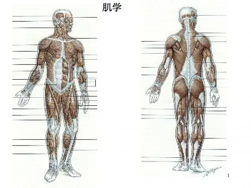 肌学
