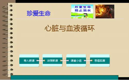 《心脏与血液循环》优课一等奖课件