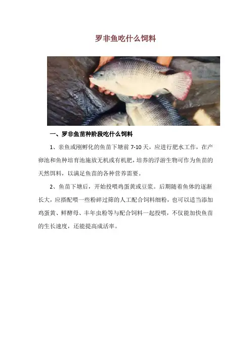 罗非鱼吃什么饲料