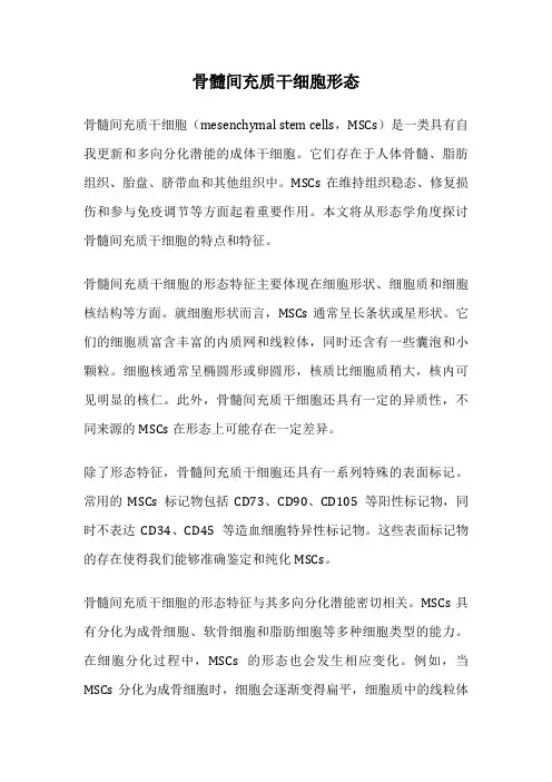骨髓间充质干细胞形态
