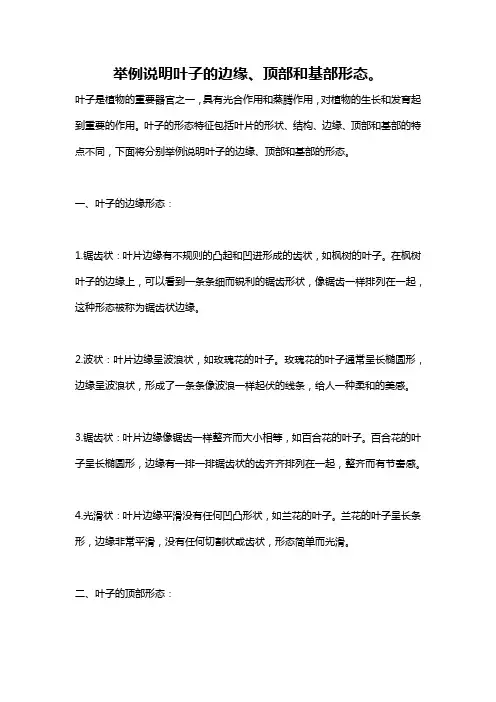 举例说明叶子的边缘、顶部和基部形态。