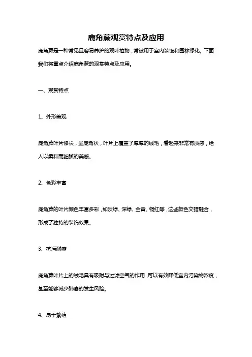鹿角蕨观赏特点及应用