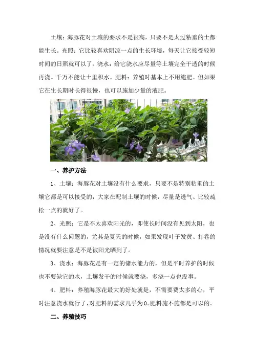 海豚花的养殖方法和注意事项