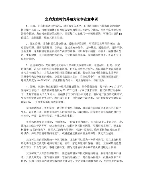 室内龙血树的养殖方法和注意事项