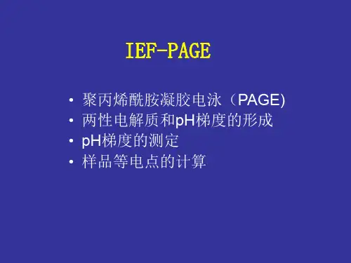 实验六 IEF-PAGE