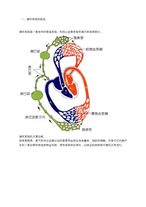 循环系统