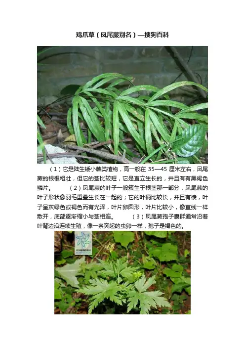 鸡爪草（凤尾蕨别名）—搜狗百科