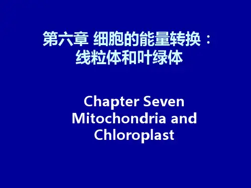 第六章细胞的能量转换：线粒体和叶绿体讲义教材