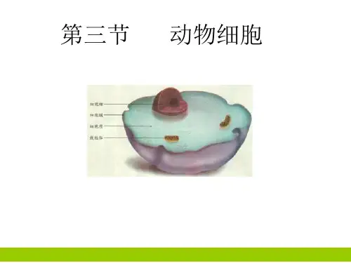 生物人教版七年级(上册)2.1.3动物细胞(2024版新教材)