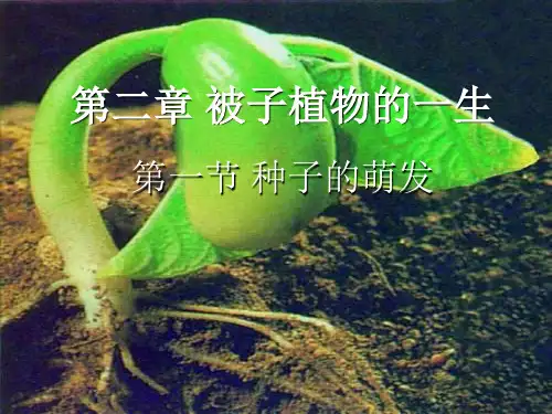 初一生物上册种子的萌发(第2课时)