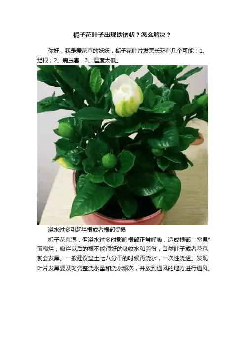 栀子花叶子出现铁锈状？怎么解决？