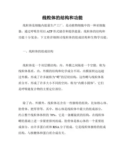 线粒体的结构和功能