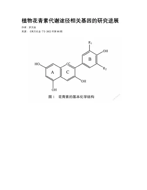 植物花青素代谢途径相关基因的研究进展