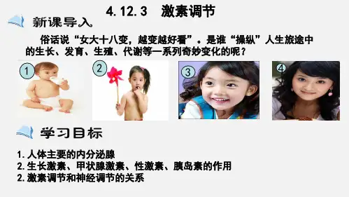 激素调节(课件)七年级生物下册(北师大版)