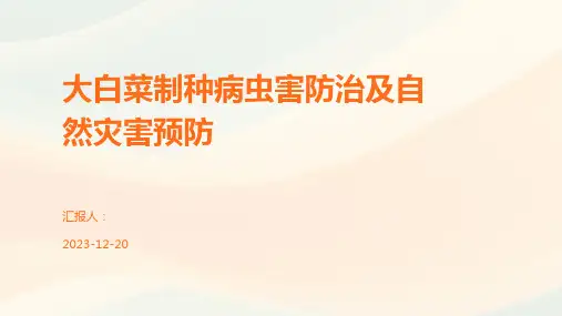 大白菜制种病虫害防治及自然灾害预防