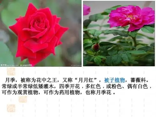 课题2   月季的花药培养