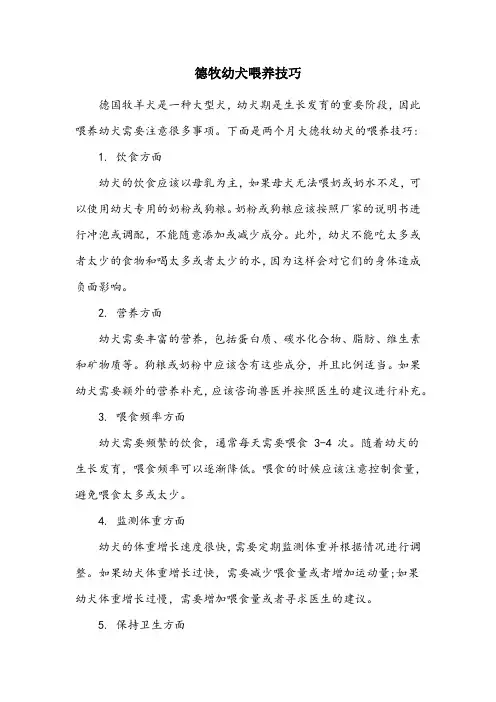 两个月德牧幼犬喂养技巧
