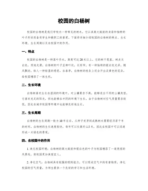 校园的白杨树