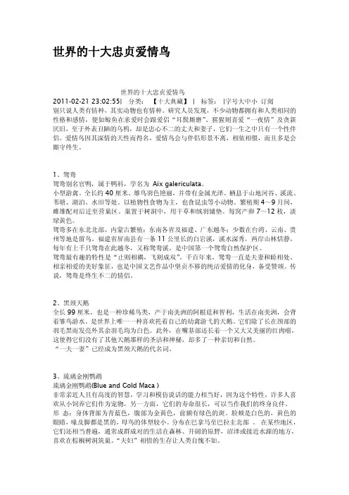 世界的十大忠贞爱情鸟