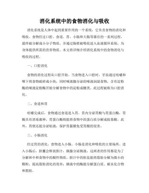 消化系统中的食物消化与吸收