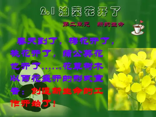 四年级下 - 油菜花开了 教科版ppt精美课件 (共25张PPT)