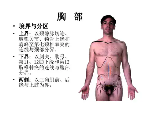 局部解剖学课件之 胸 部
