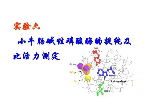 生物化学实验-小牛肠碱性磷酸酶的提纯及比活力测定-精选文档