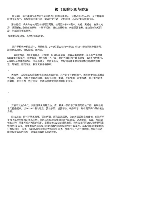 褐飞虱的识别与防治