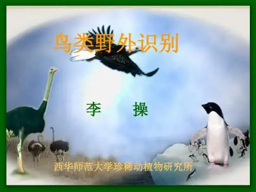 鸟类识别(观鸟爱鸟必备)当上“观鸟达人”