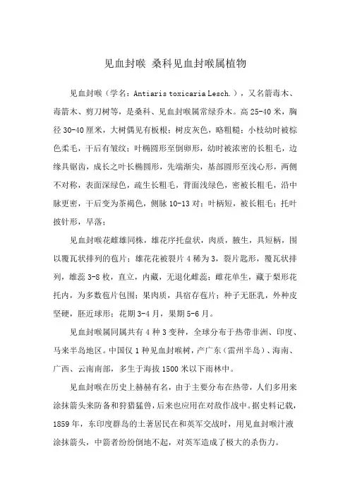 见血封喉 桑科见血封喉属植物