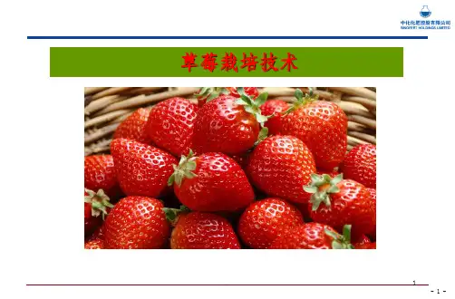 草莓栽培技术ppt课件