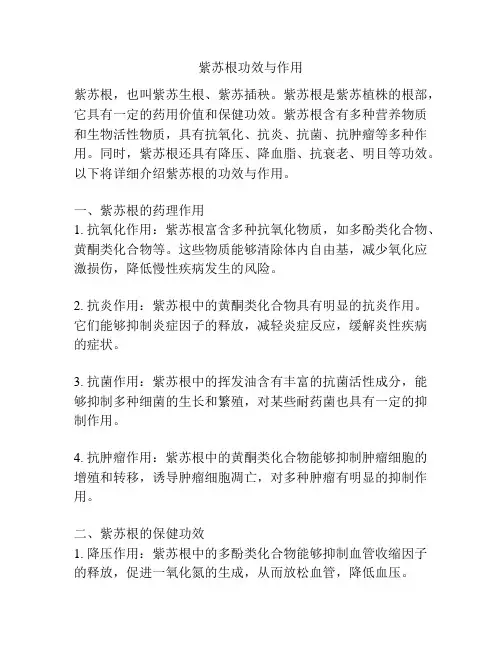 紫苏根功效与作用