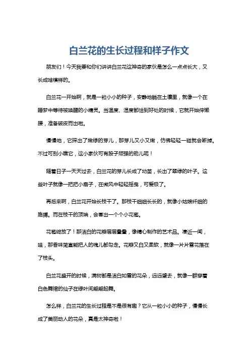 白兰花的生长过程和样子作文