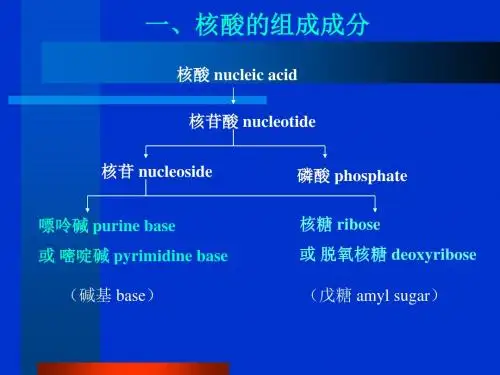 第14章核酸的结构