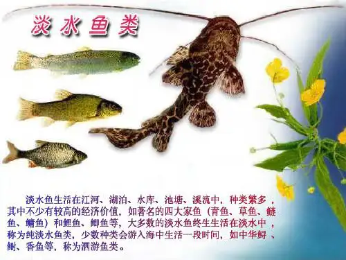 我国主要的淡水鱼类简介(ppt 26页)