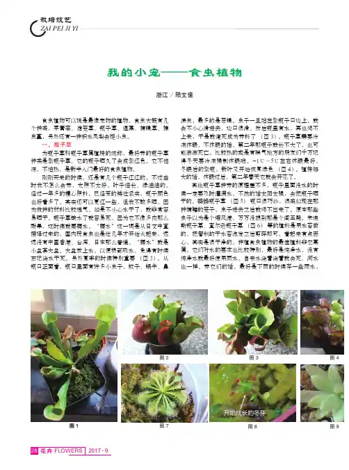 我的小宠--食虫植物