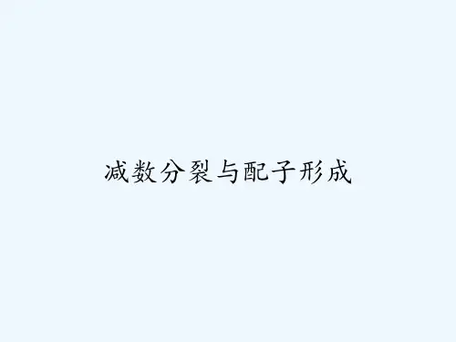 减数分裂与配子形成 PPT