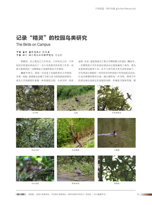记录“精灵”的校园鸟类研究