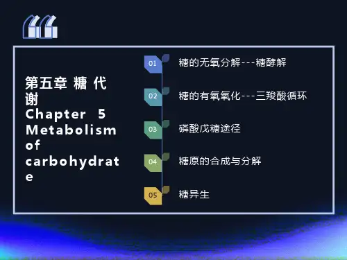 糖的无氧分解-糖酵解