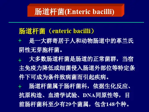 肠道杆菌