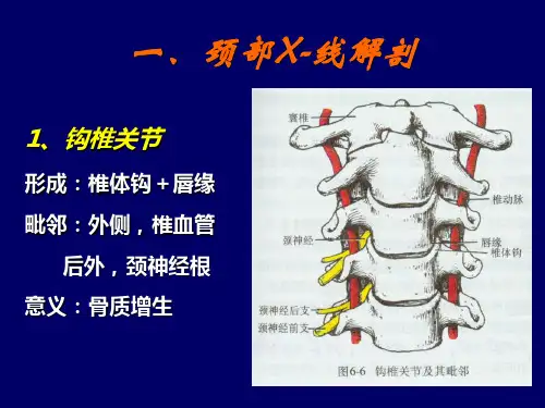 颈部影像解剖