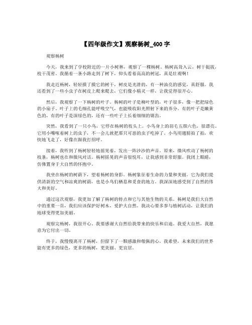【四年级作文】观察杨树_400字
