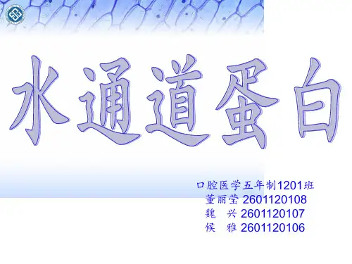 水通道蛋白