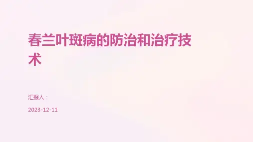 春兰叶斑病的防治和治疗技术