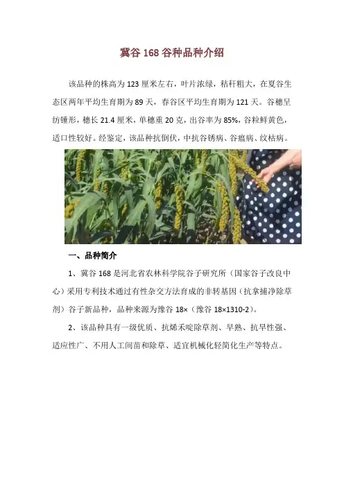 冀谷168谷种品种介绍