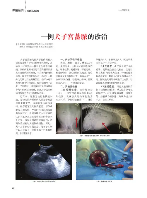 一例犬子宫蓄脓的诊治